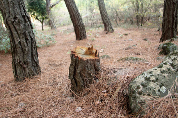 How Our Tree Care Process Works  in  Palm River Clair Mel, FL