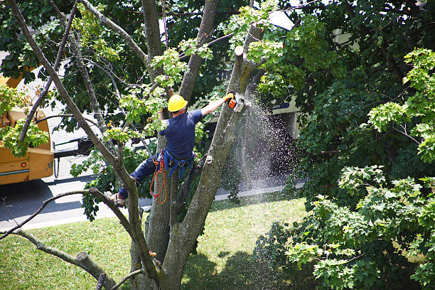 Best Tree Preservation Services  in Palm River Clair Mel, FL