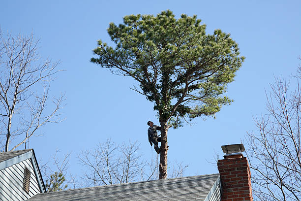 Best Utility Line Clearance  in Palm River Clair Mel, FL