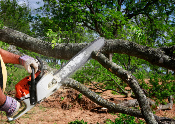 Best Emergency Tree Removal  in Palm River Clair Mel, FL