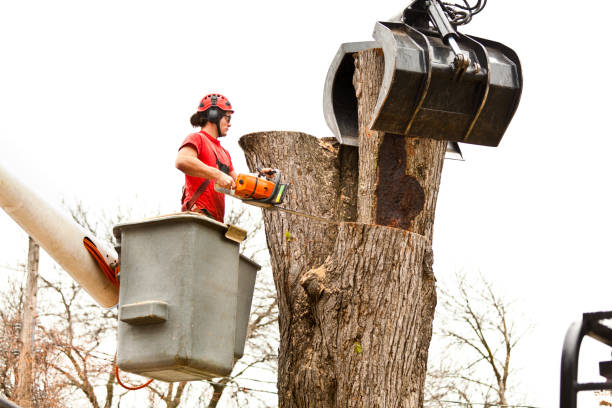  Palm River Clair Mel, FL Tree Services Pros